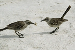 Jointly Prints: Mocking birds, Espanola Island, Galapagos, Ecudaor, South America