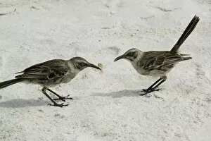 Images Dated 16th January 2009: Mocking birds, Espanola Island, Galapagos, Ecudaor, South America