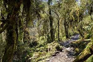 Track Prints: Modi Khola Valley, Annapurna Himal, Nepal, Himalayas, Asia