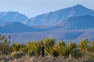 Images Dated 15th May 2009: Mojave National Preserve, California, United States of America, North America