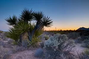 Images Dated 14th May 2009: Mojave National Preserve, California, United States of America, North America