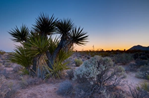Images Dated 14th May 2009: Mojave National Preserve, California, United States of America, North America