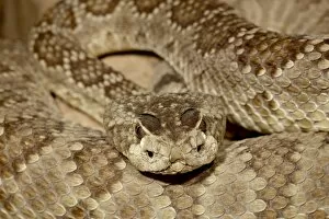 Images Dated 23rd November 2009: Mojave rattlesnake (Mohave Rattlesnake) (Mojave Diamond Rattlesnake) (Desert Diamond Back)
