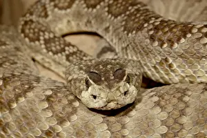 Snake Prints: Mojave rattlesnake (Mohave Rattlesnake) (Mojave Diamond Rattlesnake) (Desert Diamond Back)