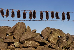 Hanging Prints: Moles strung up on wire fence, England, United Kingdom, Europe