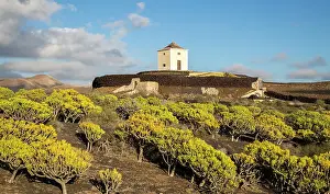 Fluffy Prints: Molino Viejo windmill landscape Kleinia Nerifolia plants
