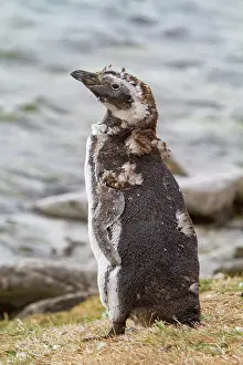 Feathers Prints: Molting Magellanic penguin observes surroundings in Gypsey Cove