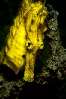 Moluccan seahorse (Hippocampus moluccensis), Sulawesi, Indonesia, Southeast Asia, Asia