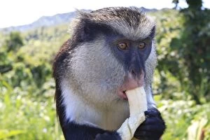 Images Dated 17th December 2009: Mona monkey (Cercopithecus mona) eats banana, Grand Etang National Park, Grenada, West Indies