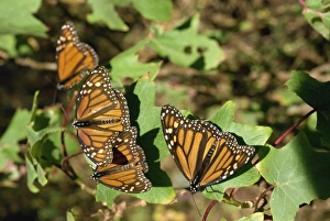 Butter Fly Prints: Monarch butterflies in Mexico, North America