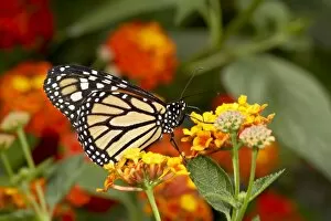 Images Dated 28th May 2009: Monarch butterfly (Danaus plexippus) in captivity, Butterfly World and Gardens