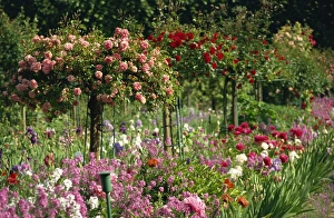 Flowers Prints: Monets garden, Giverny, Haute Normandie, France, Europe