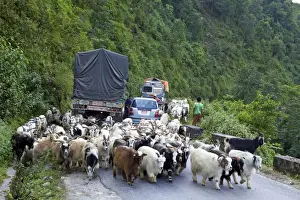 Mountain Roads Prints: Mongolian goats travelling overland causing traffic jam on Himalayan road between Pokhara