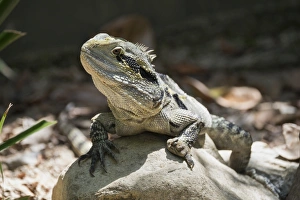 Monitor Lizard (Goanna) (Varanus), captive, Australia, Pacific