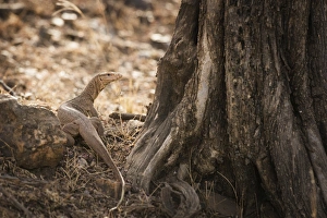 Reptilia Prints: Monitor lizard, Ranthambhore National Park, Rajasthan, India, Asia