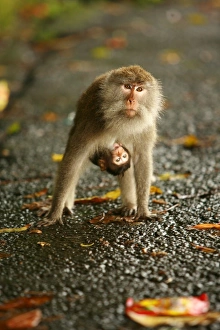 Humour Prints: Monkey and baby, Sacred Monkey Forest, Bali, Indonesia, Southeast Asia, Asia