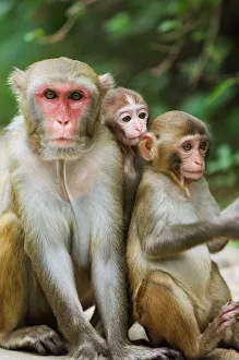 Images Dated 23rd January 2000: Monkey Island research park, Hainan Province, China, Asia