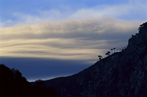 Monkey puzzle trees silhouetted against clouds at sunset, Conguillio National Park