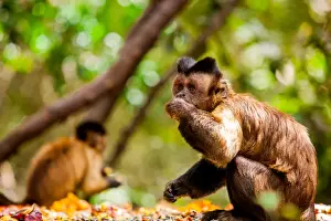 Johannesburg Prints: Monkey Reserve, Johannesburg, South Africa, Africa
