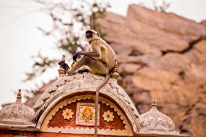 Cistern Prints: Monkey sitting in abandoned cistern, Jaipur, Rajasthan, India, Asia