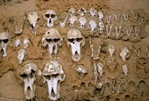 Images Dated 25th July 2008: Monkey skulls embedded in mud wall to protect against evil spirits, Dogon village of Telle