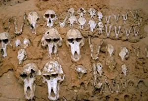 Images Dated 25th July 2008: Monkey skulls embedded in mud wall to protect against evil spirits, Dogon village of Telle