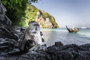 Wild Animals Prints: Monkey at Yong Kasem beach, known as Monkey Beach, Phi Phi Don Island, Thailand