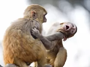 Confrontation Gallery: Monkeys at Pashupatinath Temple, Kathmandu, Nepal, Asia