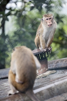 Background Focus Prints: Monkeys, Royal Rock Temple, Dambulla, Sri Lanka, Asia