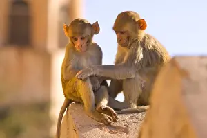 Touching Prints: Monkeys at Tiger Fort, Jaipur, Rajasthan, India, Asia