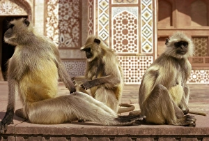 Sikandra Prints: Monkeys at tomb of Akbar