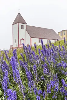 Traditionally Canadian Prints: Monkshood (aconitum) flowers in front of the church in the small preserved fishing village of Battle Harbour