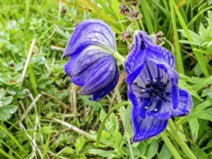 Dutch Prints: Monkshood flowers bloom in Dutch Harbor on Amaknak Island during summer in Alaska