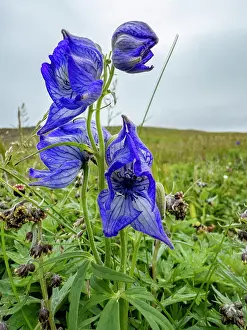 Gardening Prints: Monkshood flowers bloom in Dutch Harbor on Amaknak Island in Unalaska
