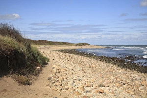 Birds Prints: Montauk Point State Park, Montauk, Long Island, New York, United States of America