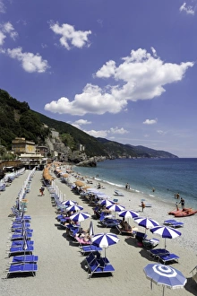 Parasol Prints: Monterosso al Mare, Cinque Terre, UNESCO World Heritage Site, Liguria, Italy, Europe