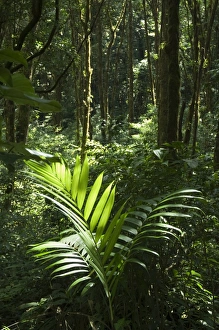 Dense Prints: Monteverde Cloud Forest Reserve, Monteverde, Costa Rica
