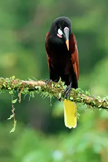 Rica Prints: Montezuma Oropendola (Psarocolius Montezuma) perched on a branch, Costa Rica