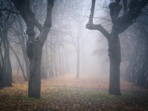 Fall Season Prints: Moody autumnal forest with fog and leaves on the ground