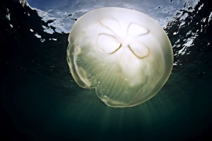 A moon jellyfish catches the sunlight, Antigua, Leeward Islands, West Indies