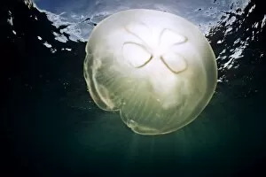 Images Dated 12th November 2009: A moon jellyfish catches the sunlight, Antigua, Leeward Islands, West Indies