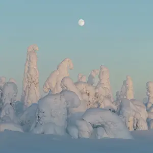 Finland Prints: Full moon rising over snow covered winter landscape at twilight