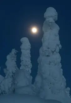 Finland Prints: Full moon rising over snow covered winter landscape at twilight