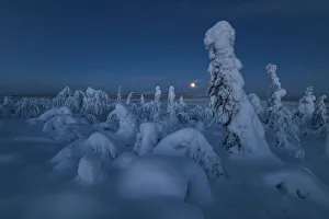Kuntivaara Fell Prints: Full moon rising over a snow covered winter landscape, tykky