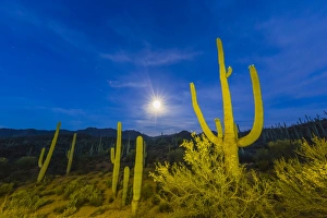 Gigantic Prints: Full moon on saguaro cactus (Carnegiea gigantea), Sweetwater Preserve, Tucson, Arizona