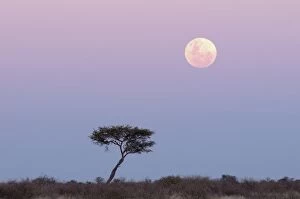 Moonrise, Deception Valley, Central Kalahari Game Reserve, Botswana, Africa