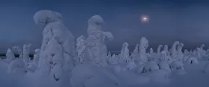 Tykky Prints: Moonrise over snow covered trees, Tykky, Kuntivaara, Kuusamo, Finland, Europe