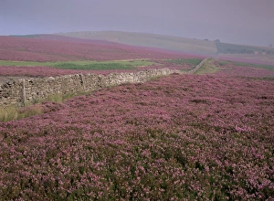 Heather Prints: Moors near Grinton, Yorkshire, England, United Kingdom, Europe