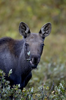Images Dated 16th September 2008: Moose (Alces alces) calf eating, Colorado State Forest State Park, Colorado