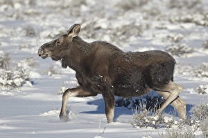 Moose Prints: Moose (Alces alces) calf on a winter morning